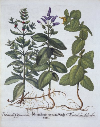 Horsemint and Spearmint, from Hortus Eystettensis by German School