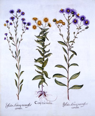 Horseweed, Butterweed, Fleabane and European Michaelmas Daisies, from Hortus Eystettensis by German School