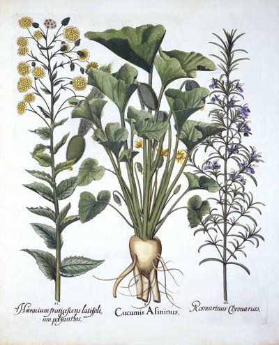 Squirting Cucumber, Narrowleaf Hawkweed, Rosemary, from Hortus Eystettensis by German School