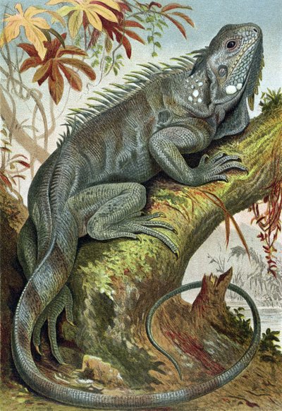 Iguana, plate from Brehms Tierleben by German School