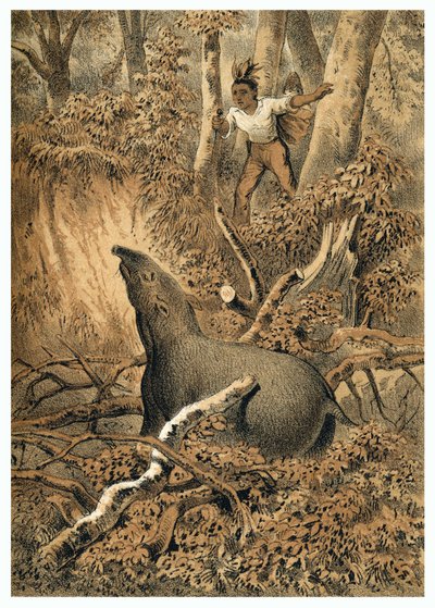 Illustration, Indian Hunting Tapir in Amazon Forest. In De Bootslieden der Amazon-River, Karl Muller, Netherlands by German School