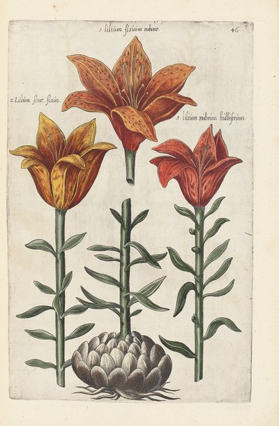 Illustration from "Florilegium ... tractans de variis floribus et aliis indicis plantis as vivum delineatum in duabus partis et quatuor linguis concinnatum" by Emanuel Sweert, 1612-14 by German School