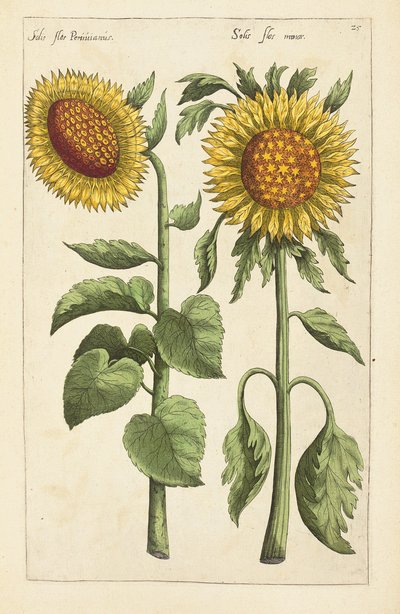 Illustration from Florilegium ... tractans de variis floribus et aliis indicis plantis as vivum delineatum in duabus partis et quatuor linguis concinnatum by Emanuel Sweert, 1612-14 by German School