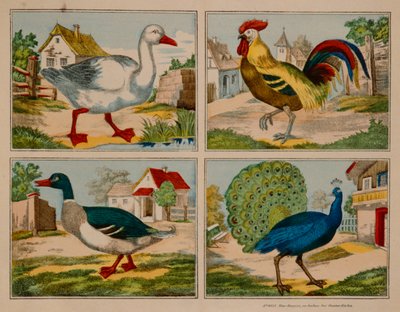 Illustration Showing a Duck, Goose, Peacock and Cockerel, Neuruppiner Bilderbogen by German School