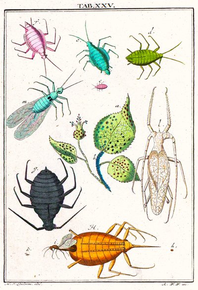 Illustration showing various garden pests, Musement Microscopique, 1764 by German School