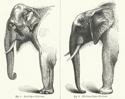 Indian and African elephants by German School