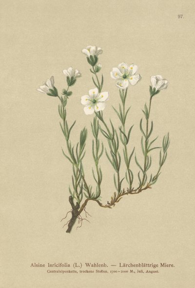 Inner Alpine Sandwort by German School
