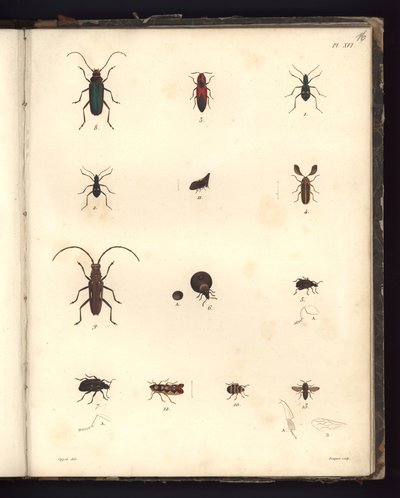 Insecta, Pl. XVI, Illustration from Recueil d