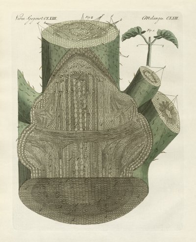 Internal Hole of the Common Bean Plant by German School