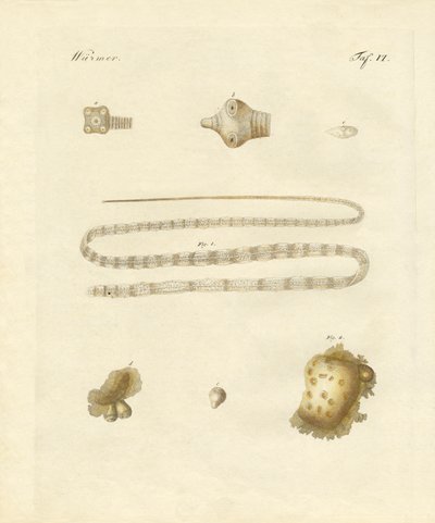 Intestinal Worms by German School