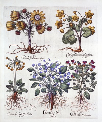 Ipheion Rolf Fiedler Spring Starflower, Marsh Marigold, Pseudo Helleborus, Viola Tricolor and Cowslip, from Hortus Eystettensis by German School