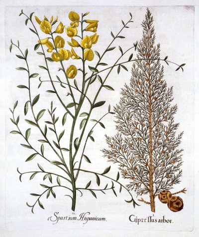 Italian Cypress and Spanish Broom, from Hortus Eystettensis by German School
