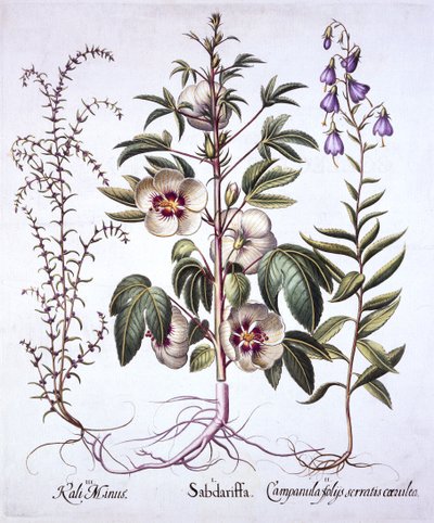 Jamaica Sorrel, Bellflower and Prickly Saltwort, from Hortus Eystettensis by German School