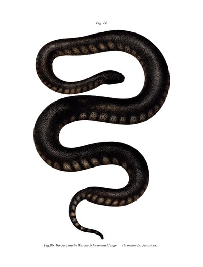 Javan File Snake by German School