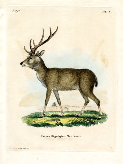 Javan Rusa by German School