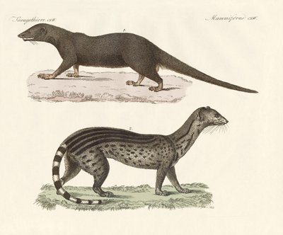 Javanese predators by German School