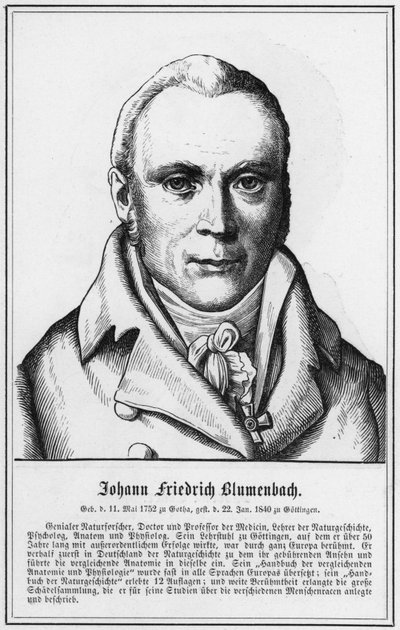 Johann Friedrich Blumenbach (engraving) by German School