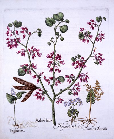 Judas Tree, May Lily, Moonwort, Liverwort, from Hortus Eystettensis by German School