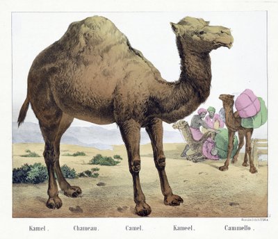 Camel, pub. Mid 19th Century by German School