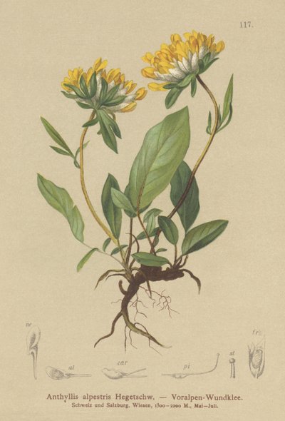 Kidney Vetch by German School