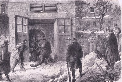 Killing an elephant for food in Jardin D