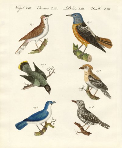 Kinds of Shrikes or Red-Backed Shrikes by German School