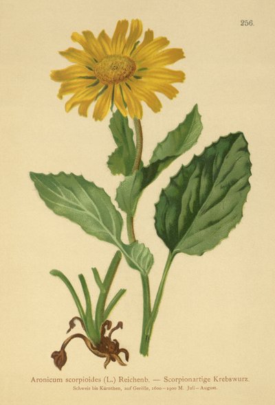 Large-flowered Leopards Bane by German School