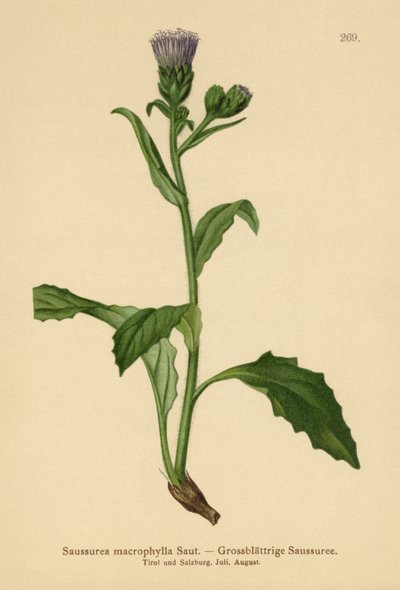 Large-leaved Common Saw-wort by German School
