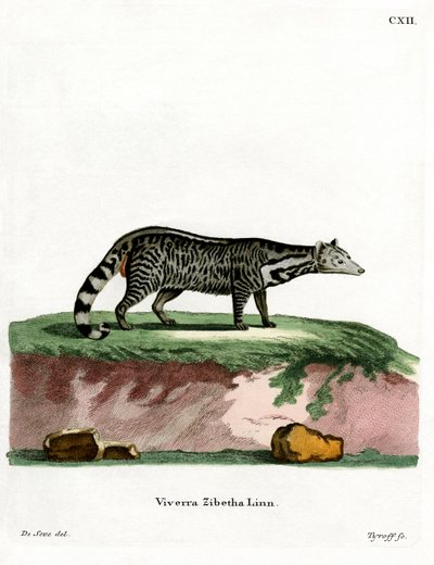 Large Indian Civet by German School