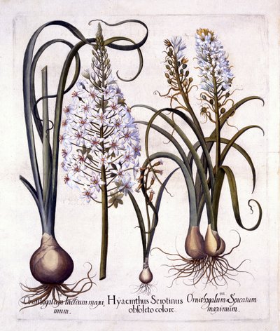Late Hyacinth and Star-Of-Bethlehem, from Hortus Eystettensis by German School