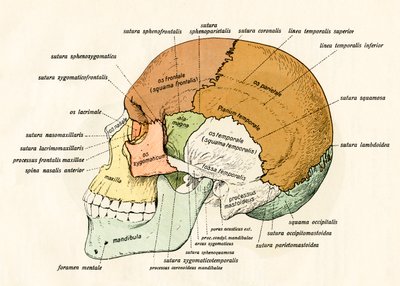 Lateral Diagram of the Bones of the Human Skull by German School