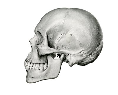 Lateral View of Human Skull by German School