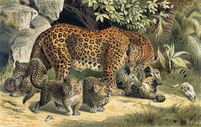 Leopard, plate from Brehms Tierleben by German School