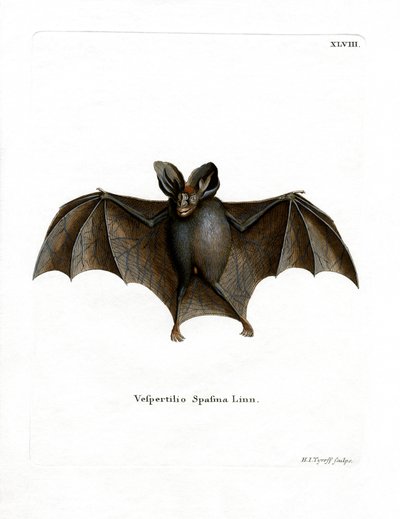Lesser False Vampire Bat by German School