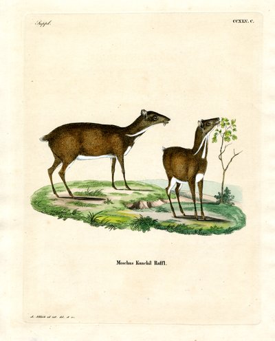 Lesser Mouse Deer by German School