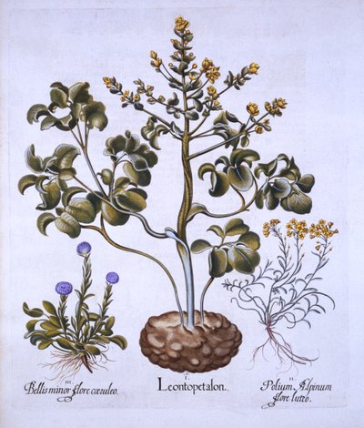 Lions Leaf and Alpine Flowers, from Hortus Eystettensis by German School