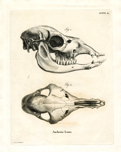 Llama Skull by German School
