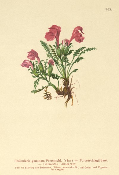 Lousewort by German School