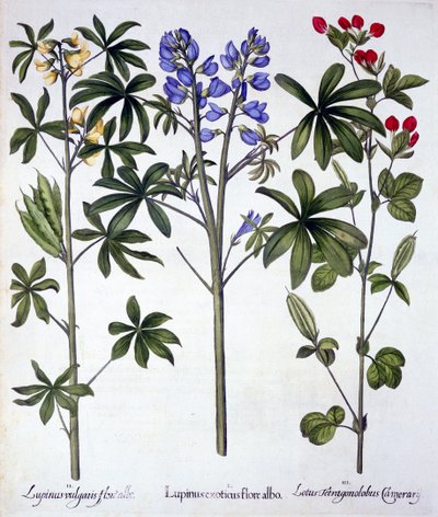Lupins and Red Asparagus Pea, from Hortus Eystettensis by German School