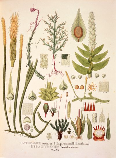 Lycopodium and Brachymenium, table XX from 