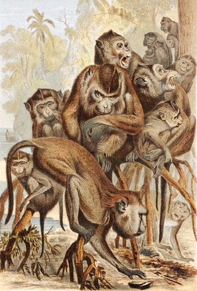 Macacus, plate from 