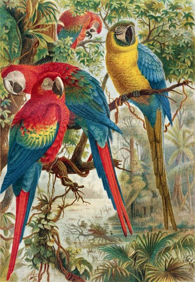 Macaws, plate from Brehms Tierleben by German School