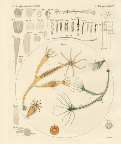 Magnifying Glass and Microscopical Amusements by German School
