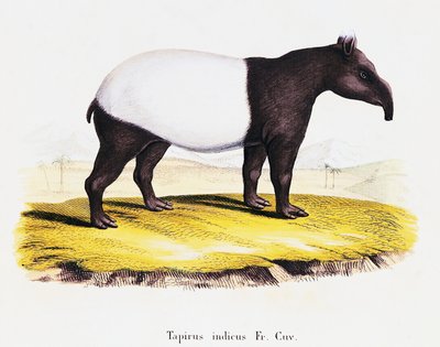 Malayan Tapir (Tapirus indicus) by German School
