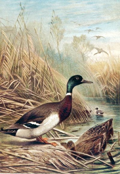 Mallard, plate from 