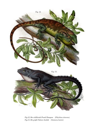 Many-colored Bush Anole by German School