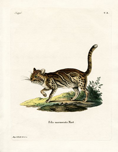 Marbled Cat by German School