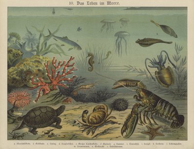 Marine Life by German School
