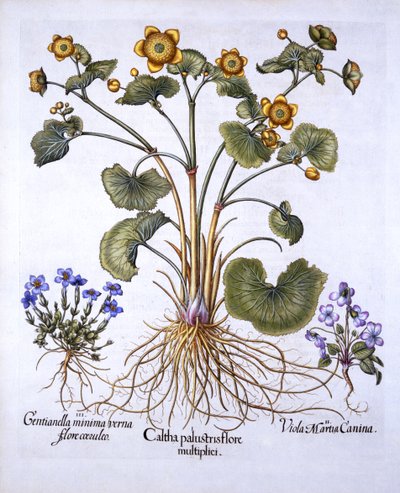 Marsh Marigold, March Violet and Spring Gentian, from Hortus Eystettensis by German School