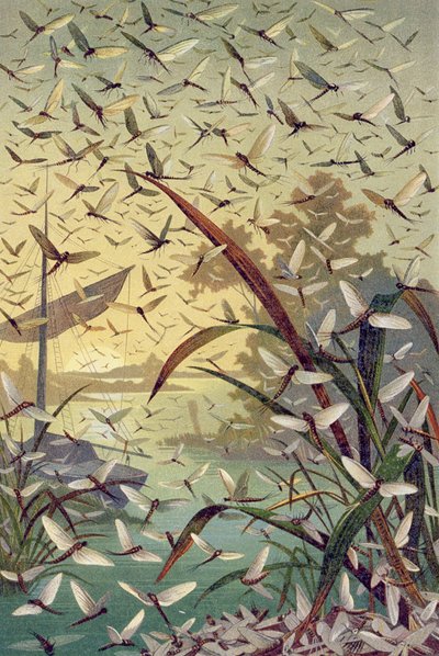 Mayfly, plate from Brehms Tierleben by German School